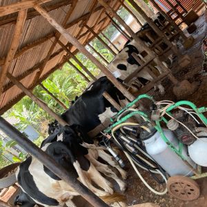 Mamikki Farm Cottages Tororo Farm Photos (1) Mamikki Farm Cottages Tororo Farm Photos (1)