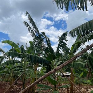 Mamikki Farm Cottages Tororo Farm Photos (3) Mamikki Farm Cottages Tororo Farm Photos (3)