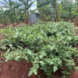 Mamikki Farm Cottages Tororo Farm Photos (4) Mamikki Farm Cottages Tororo Farm Photos (4)